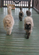 ������� "�������"